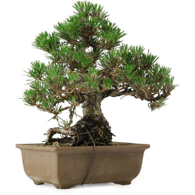 Pinus thunbergii Kotobuki, 26 cm, ± 30 anni, con nebari di 4,5 cm