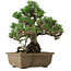 Pinus thunbergii Kotobuki, 26 cm, ± 30 anni, con nebari di 4,5 cm
