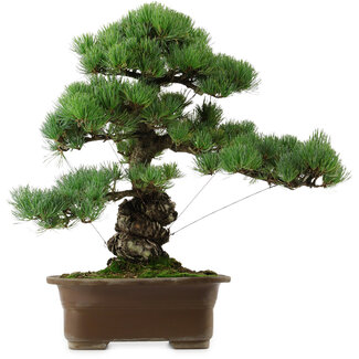 Pinus parviflora, 47 cm, ± 40 anni