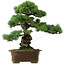 Pinus parviflora, 47 cm, ± 40 ans, avec un nebari de 13 cm