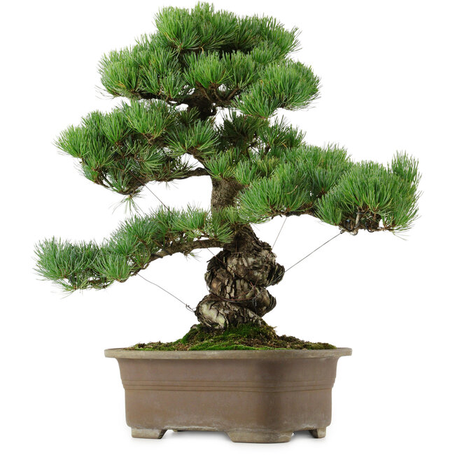 Pinus parviflora, 47 cm, ± 40 years old, with a nebari of 13 cm