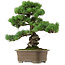 Pinus parviflora, 47 cm, ± 40 Jahre alt, mit einem Wurzelansatz von 13 cm