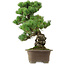 Pinus parviflora, 47 cm, ± 40 años de edad, con un nebari de 13 cm.