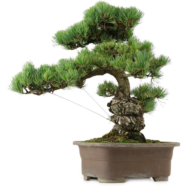 Pinus parviflora, 47 cm, ± 40 anni, con nebari di 13 cm