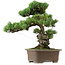 Pinus parviflora, 47 cm, ± 40 años de edad, con un nebari de 13 cm.