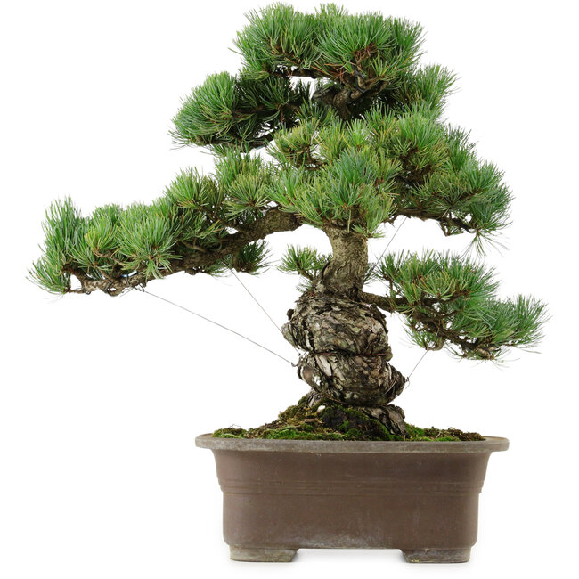 Pinus parviflora, 47 cm, ± 40 Jahre alt, mit einem Wurzelansatz von 13 cm