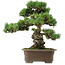 Pinus parviflora, 47 cm, ± 40 ans, avec un nebari de 13 cm