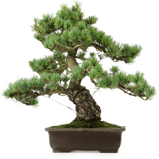 Pinus parviflora, 43 cm, ± 40 years old