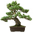 Pinus parviflora, 43 cm, ± 40 anni, con nebari di 9 cm