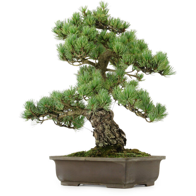 Pinus parviflora, 43 cm, ± 40 jaar oud, met een nebari van 9 cm