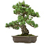 Pinus parviflora, 43 cm, ± 40 ans, avec un nebari de 9 cm