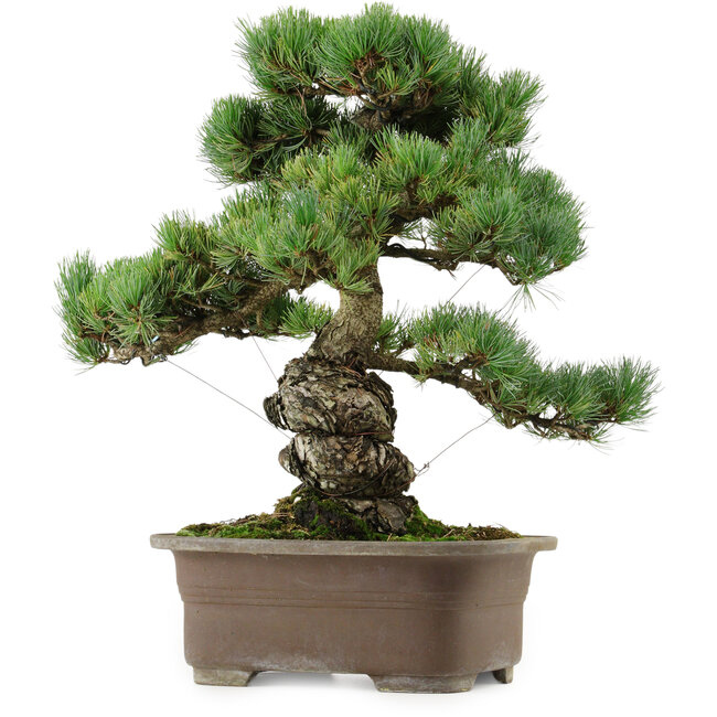 Pinus parviflora, 47 cm, ± 40 años de edad, con un nebari de 13 cm.