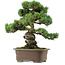 Pinus parviflora, 47 cm, ± 40 anni, con nebari di 13 cm