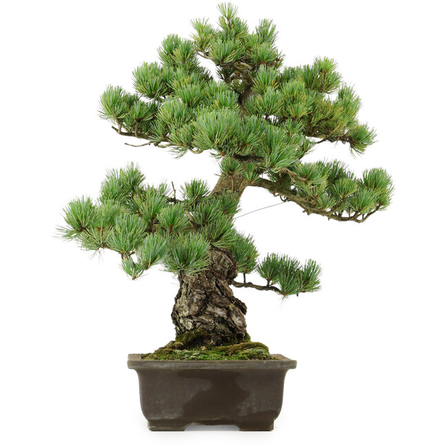 Pinus parviflora, 43 cm, ± 40 anni, con nebari di 9 cm