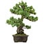Pinus parviflora, 43 cm, ± 40 ans, avec un nebari de 9 cm