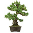 Pinus parviflora, 43 cm, ca. 40 Jahre alt, mit einem Wurzelansatz von 9 cm