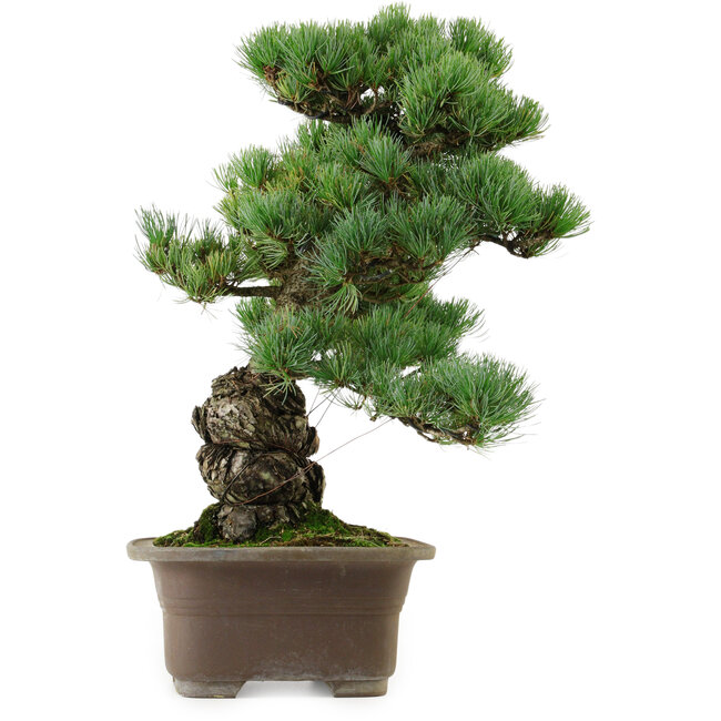 Pinus parviflora, 47 cm, ± 40 ans, avec un nebari de 13 cm