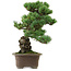 Pinus parviflora, 47 cm, ± 40 ans, avec un nebari de 13 cm