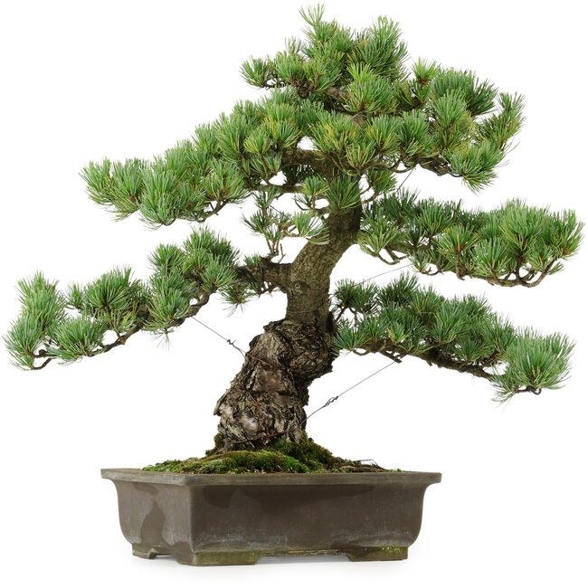 Pinus parviflora, 43 cm, ± 40 years old, with a nebari of 9 cm