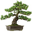 Pinus parviflora, 43 cm, ± 40 anni, con nebari di 9 cm