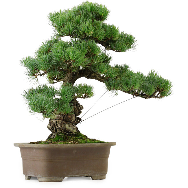 Pinus parviflora, 47 cm, ± 40 años de edad, con un nebari de 13 cm.