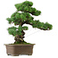Pinus parviflora, 47 cm, ± 40 years old, with a nebari of 13 cm