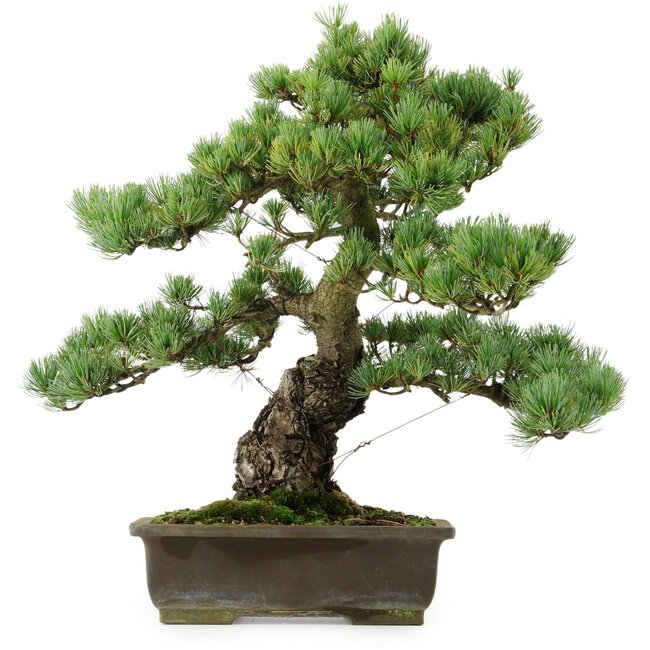 Pinus parviflora, 43 cm, ± 40 años de edad, con un nebari de 9 cm