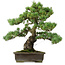 Pinus parviflora, 43 cm, ± 40 years old, with a nebari of 9 cm