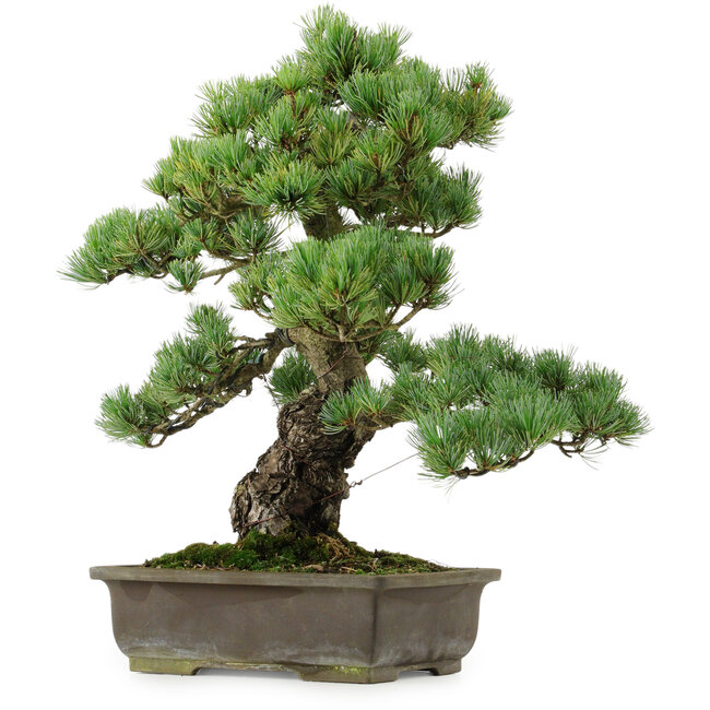 Pinus parviflora, 43 cm, ± 40 jaar oud, met een nebari van 9 cm