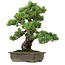 Pinus parviflora, 43 cm, ± 40 años de edad, con un nebari de 9 cm