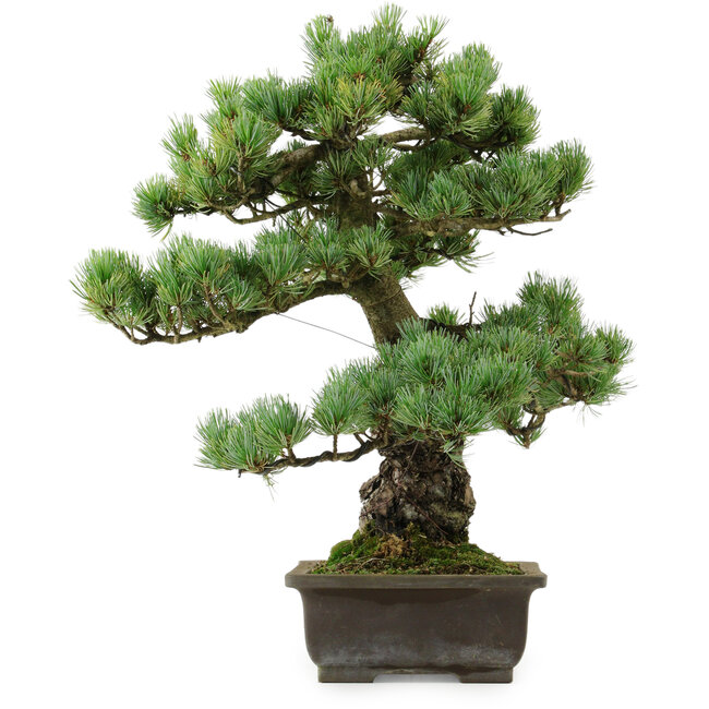 Pinus parviflora, 43 cm, ± 40 anni, con nebari di 9 cm