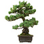 Pinus parviflora, 43 cm, ± 40 years old, with a nebari of 9 cm