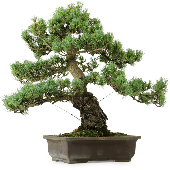 Pinus parviflora, 43 cm, ± 40 anni, con nebari di 9 cm
