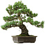 Pinus parviflora, 43 cm, ± 40 años de edad, con un nebari de 9 cm