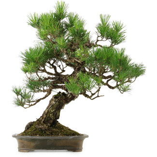 Pinus thunbergii, 60 cm, ± 40 years old