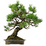 Pinus thunbergii, 60 cm, ± 40 anni, con nebari di 18 cm