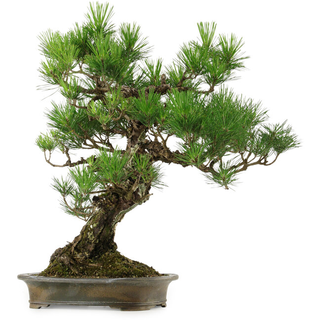 Pinus thunbergii, 60 cm, ± 40 años, con un nebari de 18 cm.