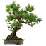 Pinus thunbergii, 60 cm, ± 40 years old, with a nebari of 18 cm