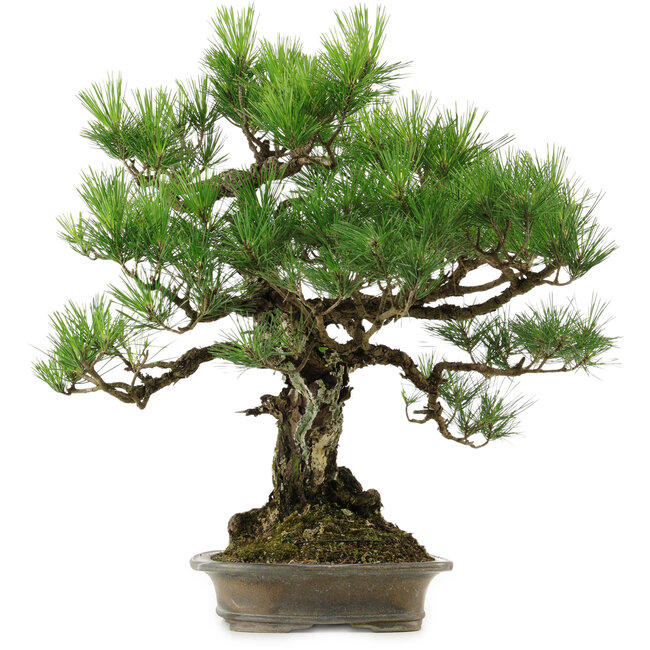 Pinus thunbergii, 60 cm, ± 40 years old, with a nebari of 18 cm