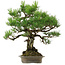 Pinus thunbergii, 60 cm, ± 40 anni, con nebari di 18 cm