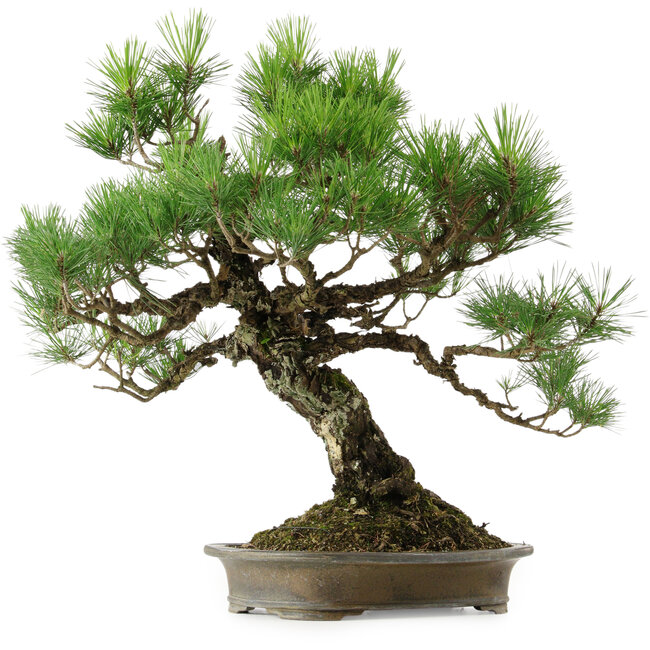Pinus thunbergii, 60 cm, ± 40 jaar oud, met een nebari van 18 cm.