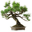 Pinus thunbergii, 60 cm, ± 40 años, con un nebari de 18 cm.