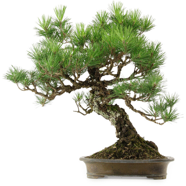 Pinus thunbergii, 60 cm, ca. 40 Jahre alt, mit einem Wurzelhals von 18 cm