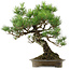 Pinus thunbergii, 60 cm, ± 40 anni, con nebari di 18 cm