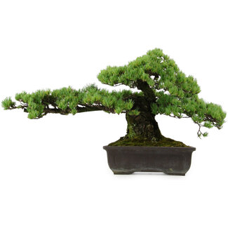 Pinus parviflora, 41 cm, ± 30 Jahre alt