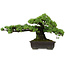 Pinus parviflora, 41 cm, ± 30 anni, con nebari di 23 cm