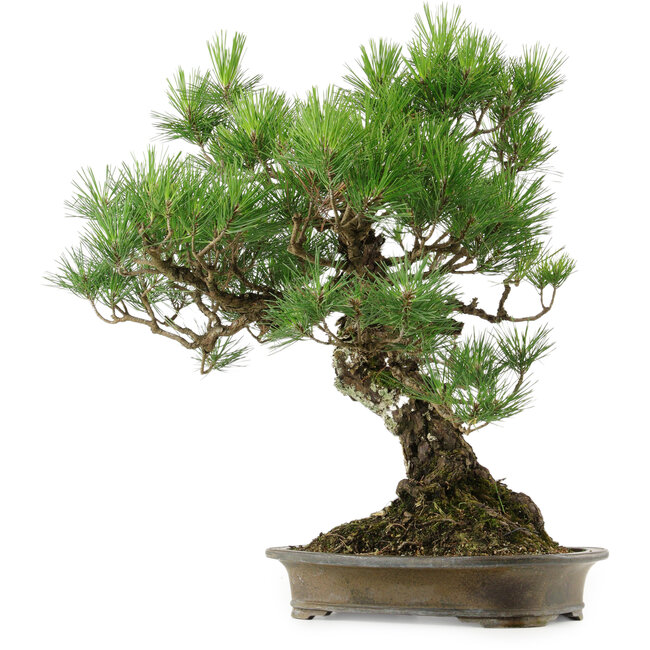 Pinus thunbergii, 60 cm, ± 40 años, con un nebari de 18 cm.