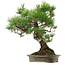 Pinus thunbergii, 60 cm, ± 40 jaar oud, met een nebari van 18 cm.
