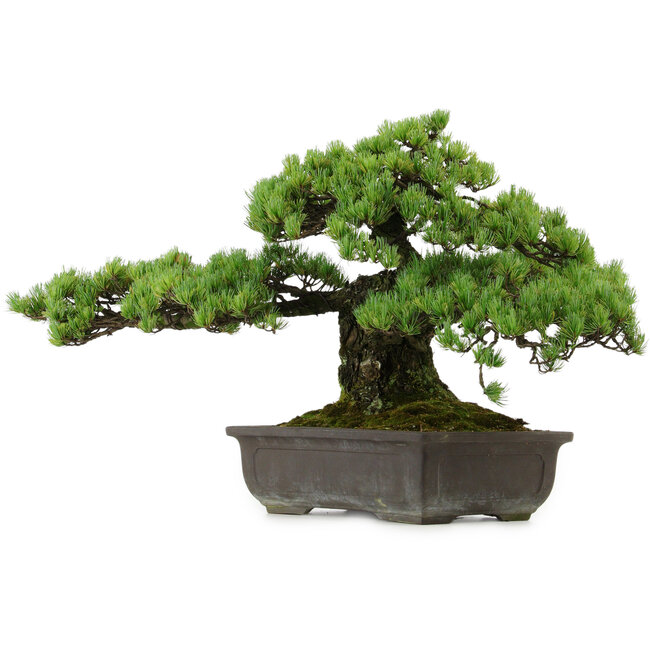 Pinus parviflora, 41 cm, ± 30 years old, with a nebari of 23 cm