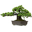 Pinus parviflora, 41 cm, ± 30 años de edad, con un nebari de 23 cm